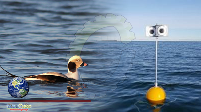 Googly-eyed scarecrow stopping seabirds getting stuck