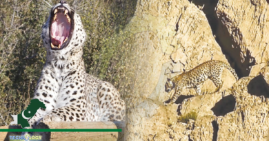 Rare Persian leopard pair spotted in Balochistan