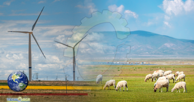 World's Largest Solar Power Station Uses Sheep To Control Weeds