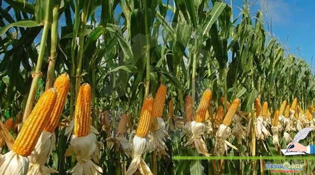 Maize-Crop-Production-In-Pakistan