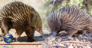 Scientists unravel mystery of echidnas' bizarre 4-headed penis