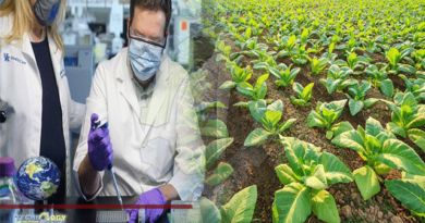 UK-Trial-Tobacco-Based-Covid-Vaccine-That-Boosts-Antibodies-Ten-Fold