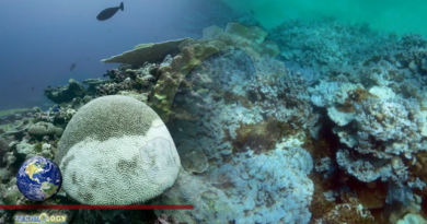 Scientists Raise Alarm Over Coral Reef Health