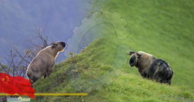 Endangered wild takin captured on camera for first time in Qinghai Province