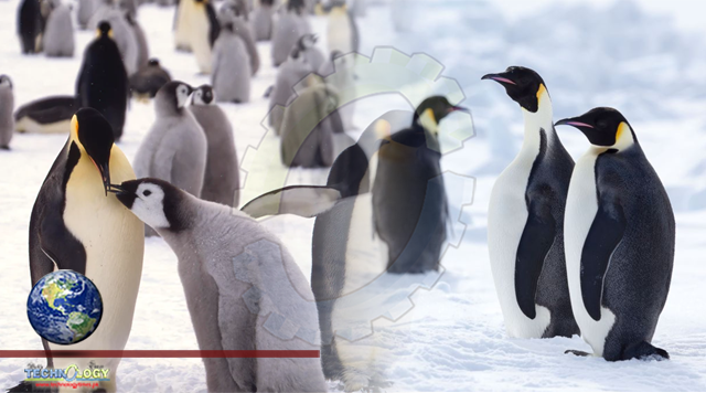 Melting sea ice could wipe out 98% of emperor penguins by the end of the century