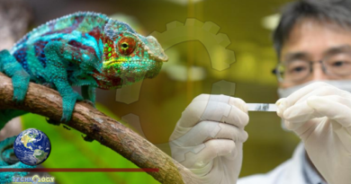 Researchers develop technology for color-changing chameleon high-polymer film