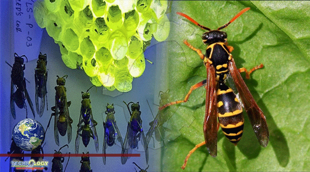 Nests Of Asian Paper Wasp Glows Due To silk fiber 