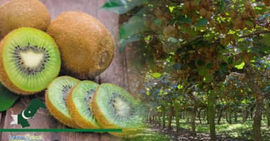 Pakistan’s first kiwifruit cultivation farm launched