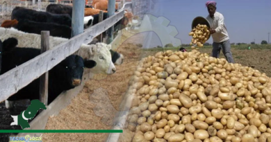 Scientists found dried potato powder to be cheaper energy source in animal feed than maize