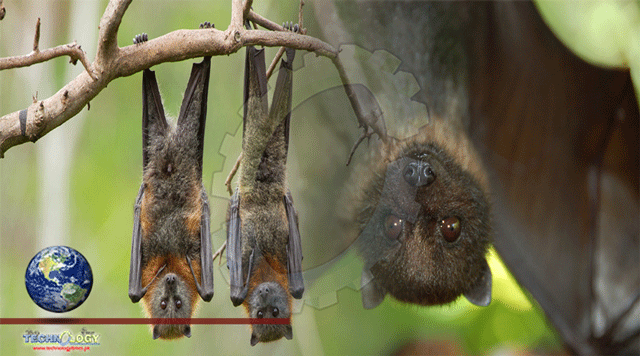 Bats Helped Humans to Develop Ingenious Solutions to Life