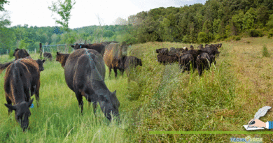 Grazing-Management-In-Large-Animals