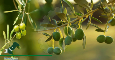 Pakistan Has Great Potential To Increase Its Olive Production