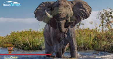 Thousands Of African Elephants & Ecosystem Threatens By New Oilfield