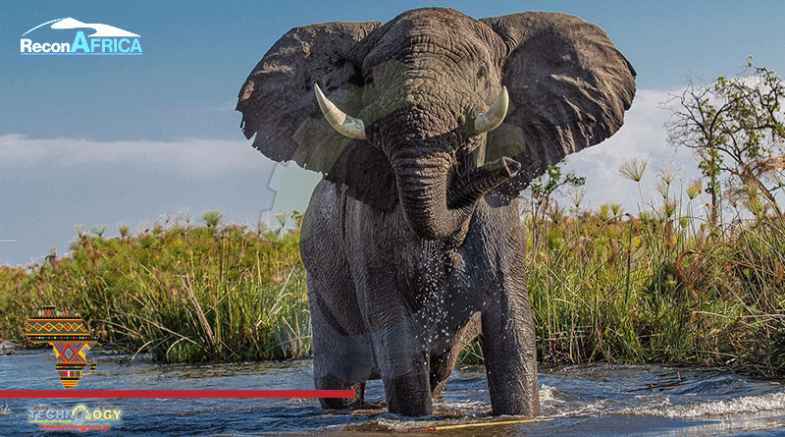 Thousands Of African Elephants & Ecosystem Threatens By New Oilfield