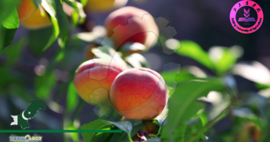 Beijing Mode May Boost Organic Peach Growing In Pakistan