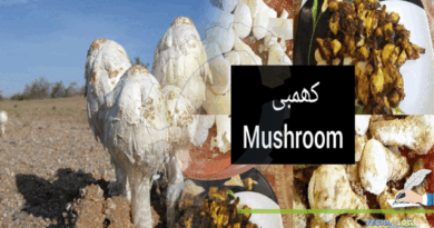Delightful-Desert-Mushroom