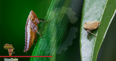New-Species-of-Leafhopper
