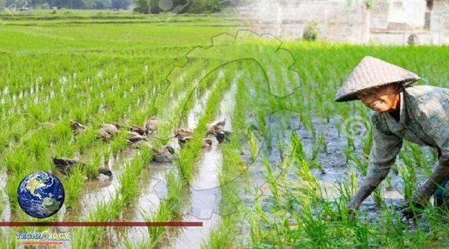 Indonesia gaining self sufficiency in rice production  Jokowi
