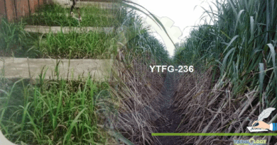 Performance-of-New-Promising-Sugarcane-Elite-Line-YTFG-236-in-Punjab-Pakistan.