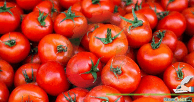 Importance-of-tomato-and-its-benefits.
