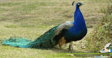 Peacock-Farming