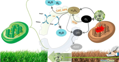 Role-of-Silicon-in-Plants-under-Drought-Stress