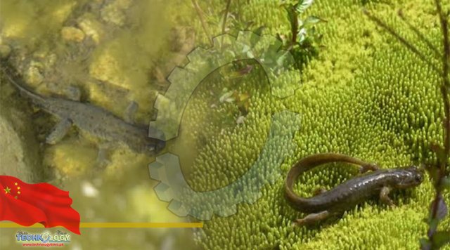 Wondrous Xinjiang Concerted efforts restore Xinjiang salamander from brink of extinction