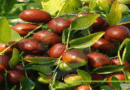 Ber-Fruit-Production-in-Pakistan