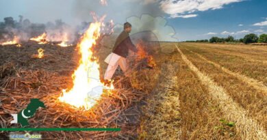 Burning of crops residue, a major reason of pollution in winter, growers must avoid it