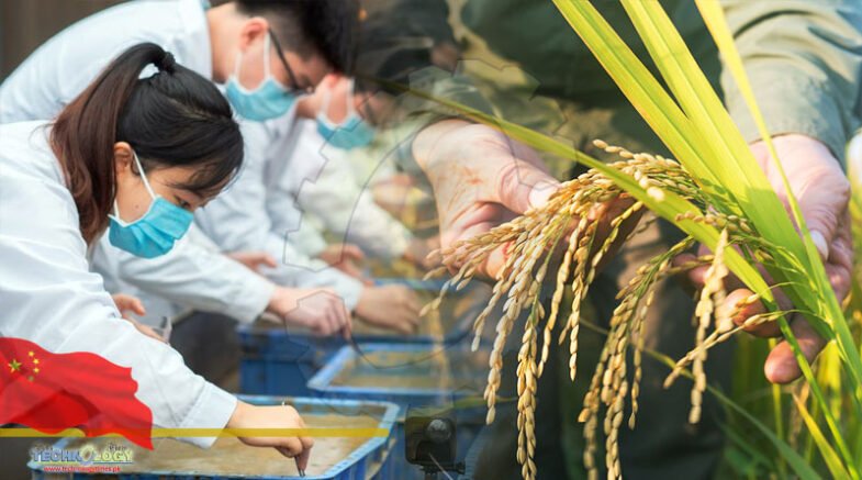 China working in breeding research as world's biggest grain importer