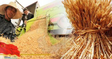 China's per capita grain supply is much higher than the international food security standard