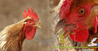 Effects of Mycotoxins on Poultry bird and in Poultry feed