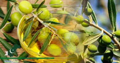 Italy Pledges To Provide Technical Assistance for Enhancing Olive Cultivation