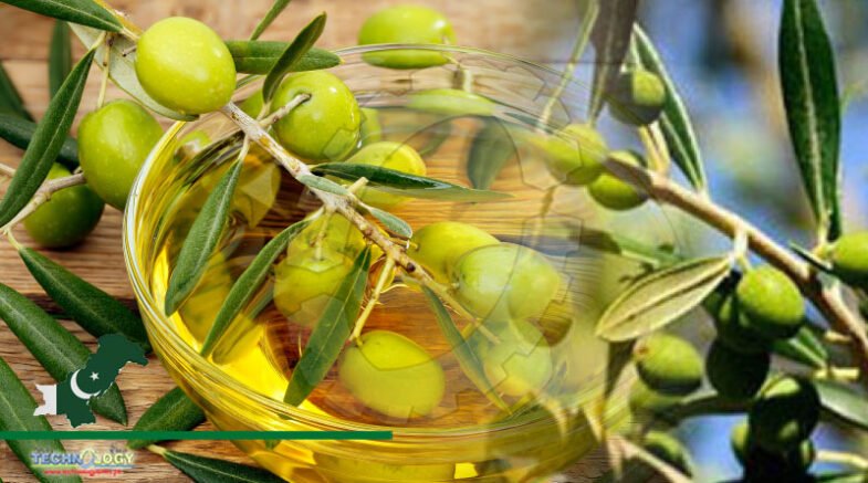 Italy Pledges To Provide Technical Assistance for Enhancing Olive Cultivation