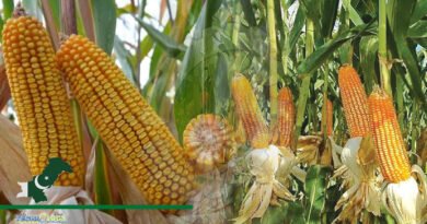 Maize yield can be boosted through hybrid seed, NARC