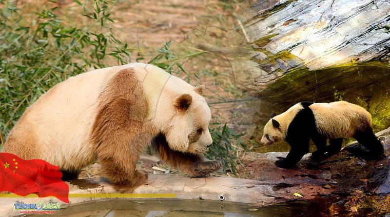 Qinling Giant Panda Science Park to be established in NW China