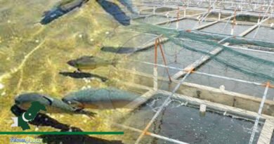 Significant Contribution To Pakistan’s Economy By Large-scale Trout Farming