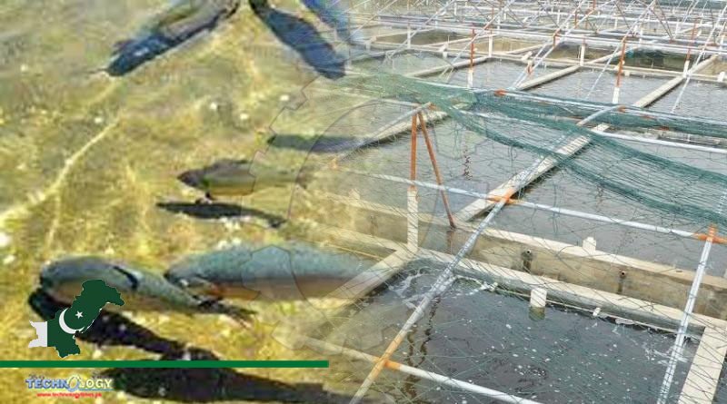Significant Contribution To Pakistan’s Economy By Large-scale Trout Farming