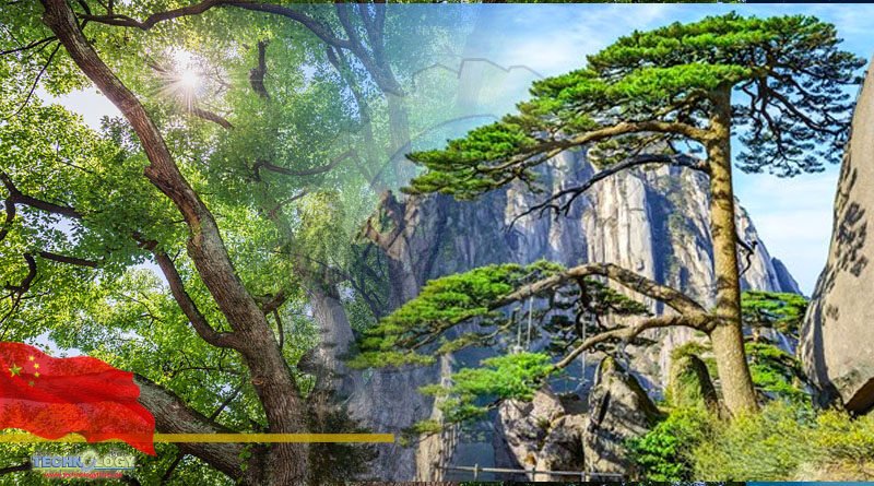 Ancient Chinese tree survey exceeds 5 million