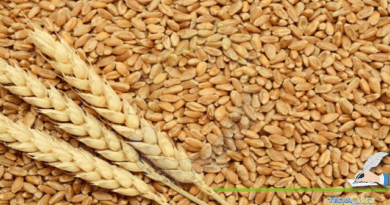 wheat-seed-bags-to-farmers-in-flood