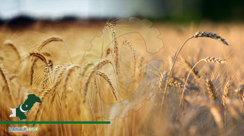 Agriculture Deptt Seeks Applications For Wheat Yield Competition
