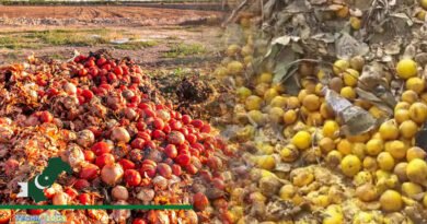 Building Horticulture Value Chains, Reduces Postharvest Losses in Pakistan