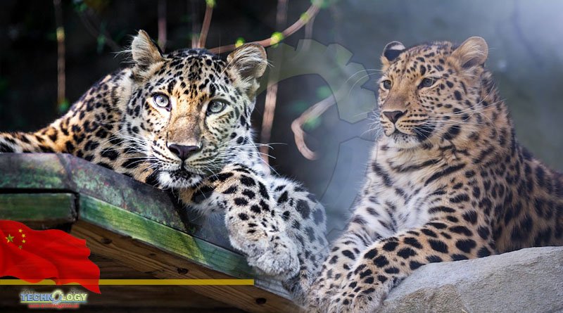 Amur leopard Of Big Cat Species: Critically Endangered Animal