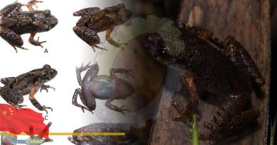 Chinese Scientists Find New Frog Species In Guangdong Province