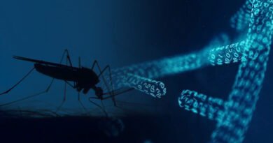 DNA Barcoding In Mosquitoes