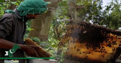 Pakistan Honey Production Records Historic High Thanks To China