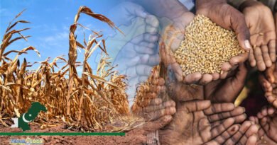 SBP Warns Of Higher Risks For Food Security In Pakistan