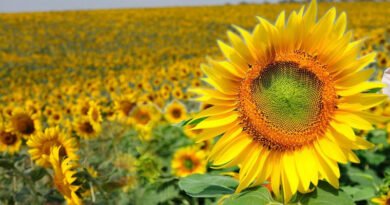 Govt To Provide Subsidy To Farmers On Sunflower Crop Cultivation