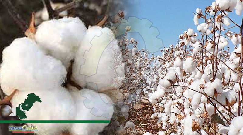Pakistan Needs Resilient Cotton Varieties To Increase Cotton Productivity