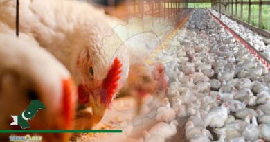 Poultry Industry Of Pakistan, Facing An Imminent Feed Crisis